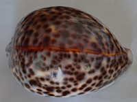 Cypraea tigris schilderiana  C. N. Cate, 1961
