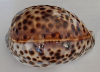 Cypraea tigris schilderiana  C. N. Cate, 1961