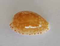 Cypraea gaskoinii fischeri , Vayssière, 1911