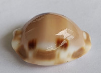 Cypraea tessellata, Swainson, 1822