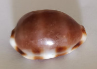 Cypraea tessellata, Swainson, 1822