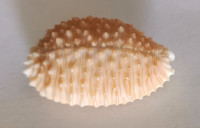 Cypraea granulata, Pease, W.H., 1862