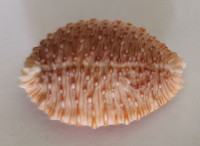 Cypraea granulata,  Pease, W.H., 1862
