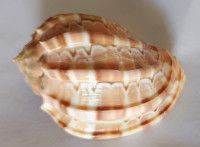 Harpa major f. conoidalis, (Lamark, JBPA De 1843)