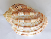 Harpa major f. conoidalis, (Lamark, JBPA De 1843)