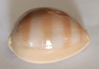 Cypraea sulcidentata  (Gray, 1824)