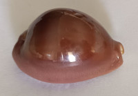 Cypraea sulcidentata  (Gray, 1824)