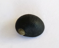 Nerita picea 2)  Récluz, 1841