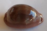 Cypraea sulcidentata 1)   (Gray, 1824)