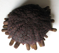 Colobocentrotus atratus (Linnaeus, 1758)