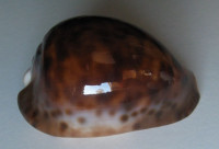 Cypraea venusta episema,  Iredale, 1939