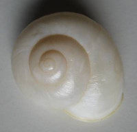 Zachrysia gundlachiana , Poey, 1858