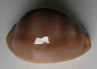 Cypraea sulcidentata    (Gray, 1824)