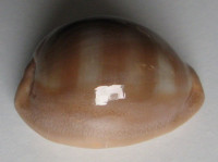 Cypraea sulcidentata  (Gray, 1824)