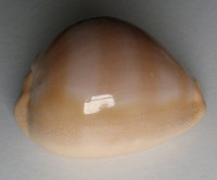 Cypraea sulcidentata  (Gray, 1824)