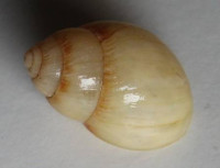 Bothriembryon melo  (Quoy & Gaimard, 1832)
