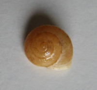 Helicina guadeloupensis, Sowerby, 1842