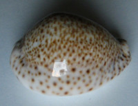 Cypraea turdus winckworthi , Lamarck, 1810