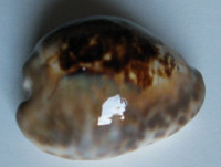 Cypraea teuleri Cazenavette, 1846