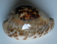 Cypraea teuleri 1)  Cazenavette, 1846
