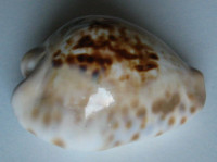 Cypraea teuleri, Cazenavette, 1846