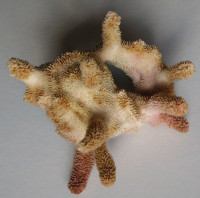 Hydrocorella africana, 2) Stechow, 1921
