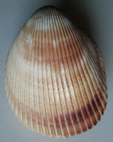Vasticardium elongatum (Bruguière, 1789)