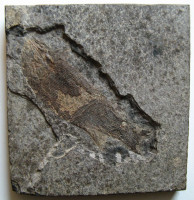 Paramblypterus sp.