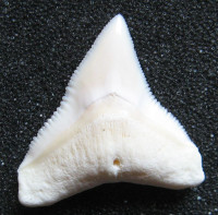 Žralok bělavý  Carcharhinus leucas - Bull shark 