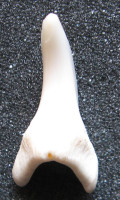 Žralok Mako - Isurus oxyrinchus  