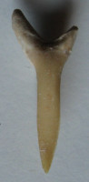Odontaspis macrota 1)  (Agassiz, 1843)