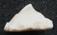 Žraločí zub - Rhina ancylostoma (kytarovec křivoústý)