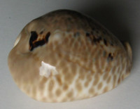 Cypraea mus donmoorei, (Petuch, 1979)