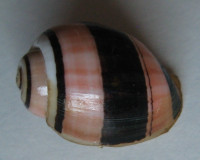 Aplustrum exquisita 1)  Voskuil, 1995   