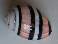 Aplustrum exquisita 2)  Voskuil, 1995