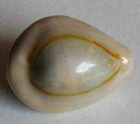 Cypraea annulus dilatissima, Lorenz, 2017