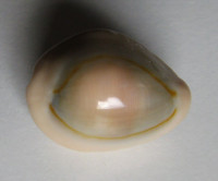 Cypraea annulus dilatissima 2) Lorenz, 2017