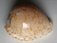 Cypraea algoensis 1) Gray, 1825