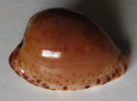 Cypraea algoensis liltvedi , Lorenz, 2017