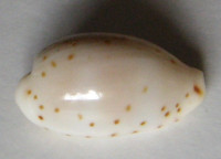 Cypraea punctata trizonata, Sowerby, 1870