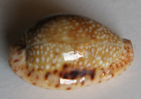 Cypraea nebrites  Melvill, 1888