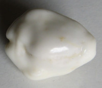 Cypraea moneta barthelemyi , Bernardi, 1861