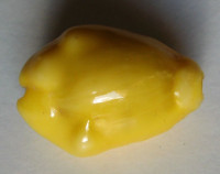 Cypraea moneta, Linnaeus, 1758