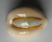 Cypraea obvelata 2) Lamarck, 1890