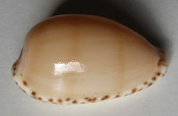 Cypraea comptonii, Gray 1847