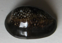 Cypraea caputophidii  (F. A. Schilder, 1927)