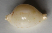 Cypraea cicercula takahashii  Moretzsohn, 2007
