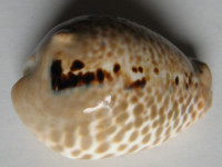 Cypraea mus donmoorei, (Petuch, 1979)