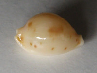 Cypraea mauiensis wattsi, Lorenz 2000