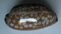 Cypraea scurra hivaensis, Lorenz, 2017